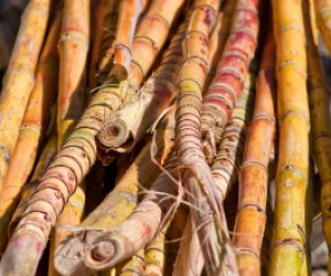 Sugar cane.jpg